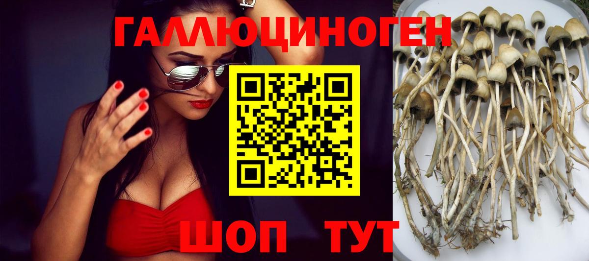 цена   Псилоцибиновые грибы GOLDEN TEACHER  Славянск-на-Кубани  Вход с VPN  Псилоцибиновые грибы мицелий 